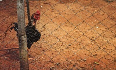 poultry house