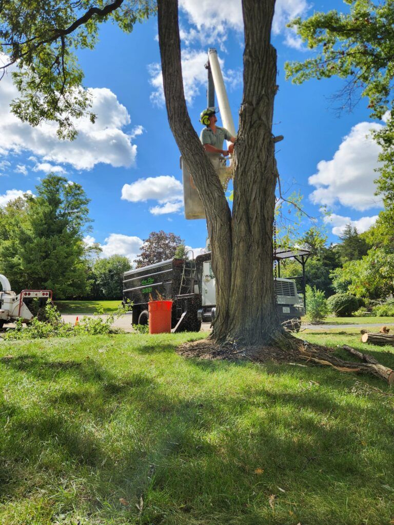 tree pruning
