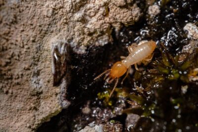 termite