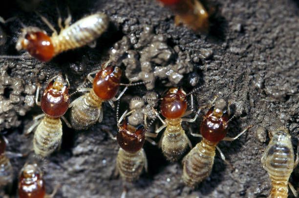 termites