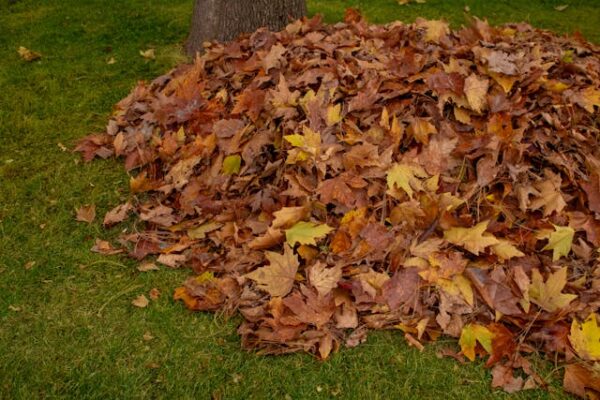 Draper Yard Cleanup That Protects Your Property